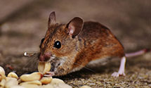 24 Hour & Emergency Exterminators in Bedford Fair Industries, NC